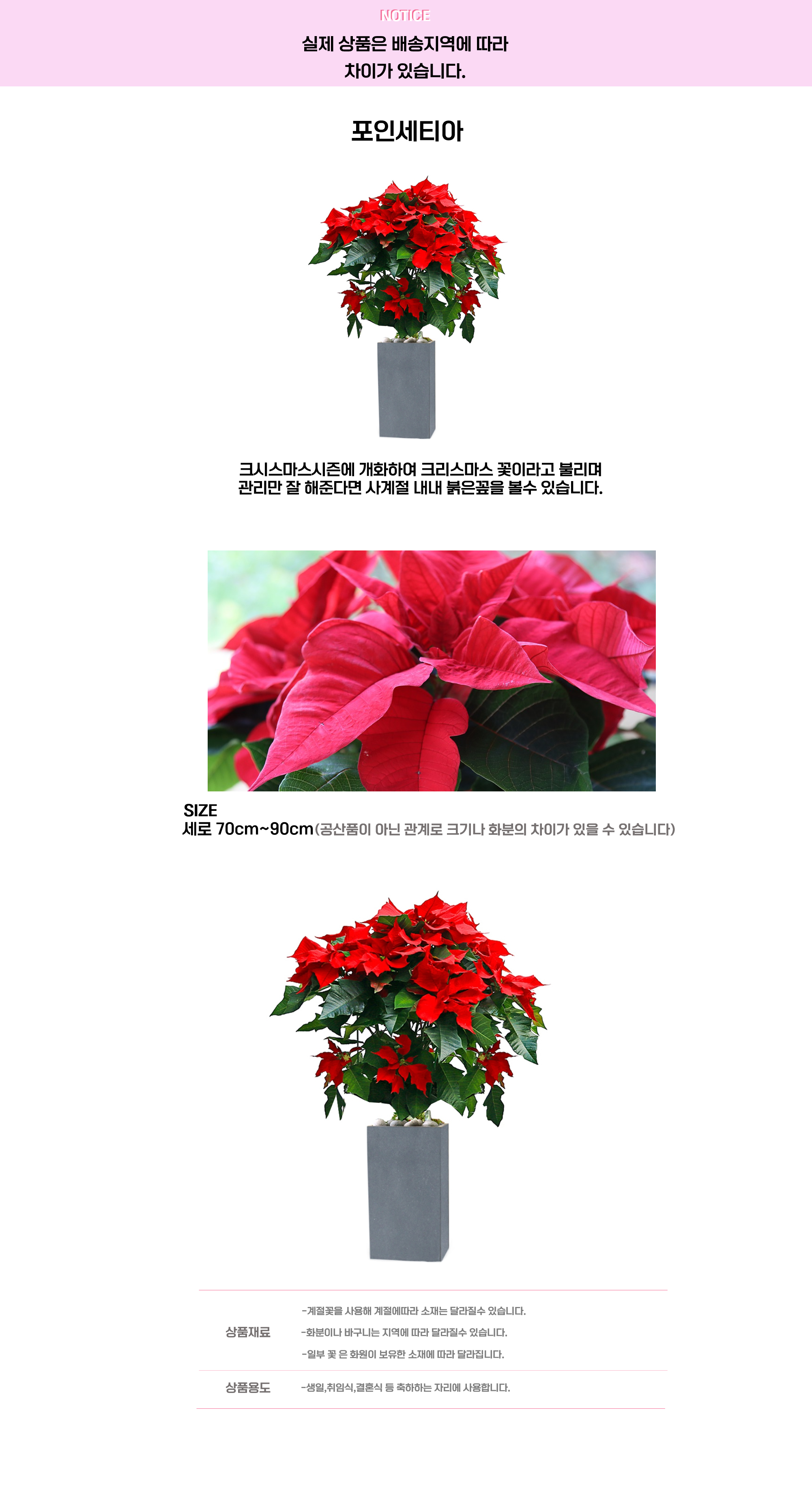 포인세티아.png cf2a8adc2f1dc52bb01887b2df88b5ef_1663640467_1088.png