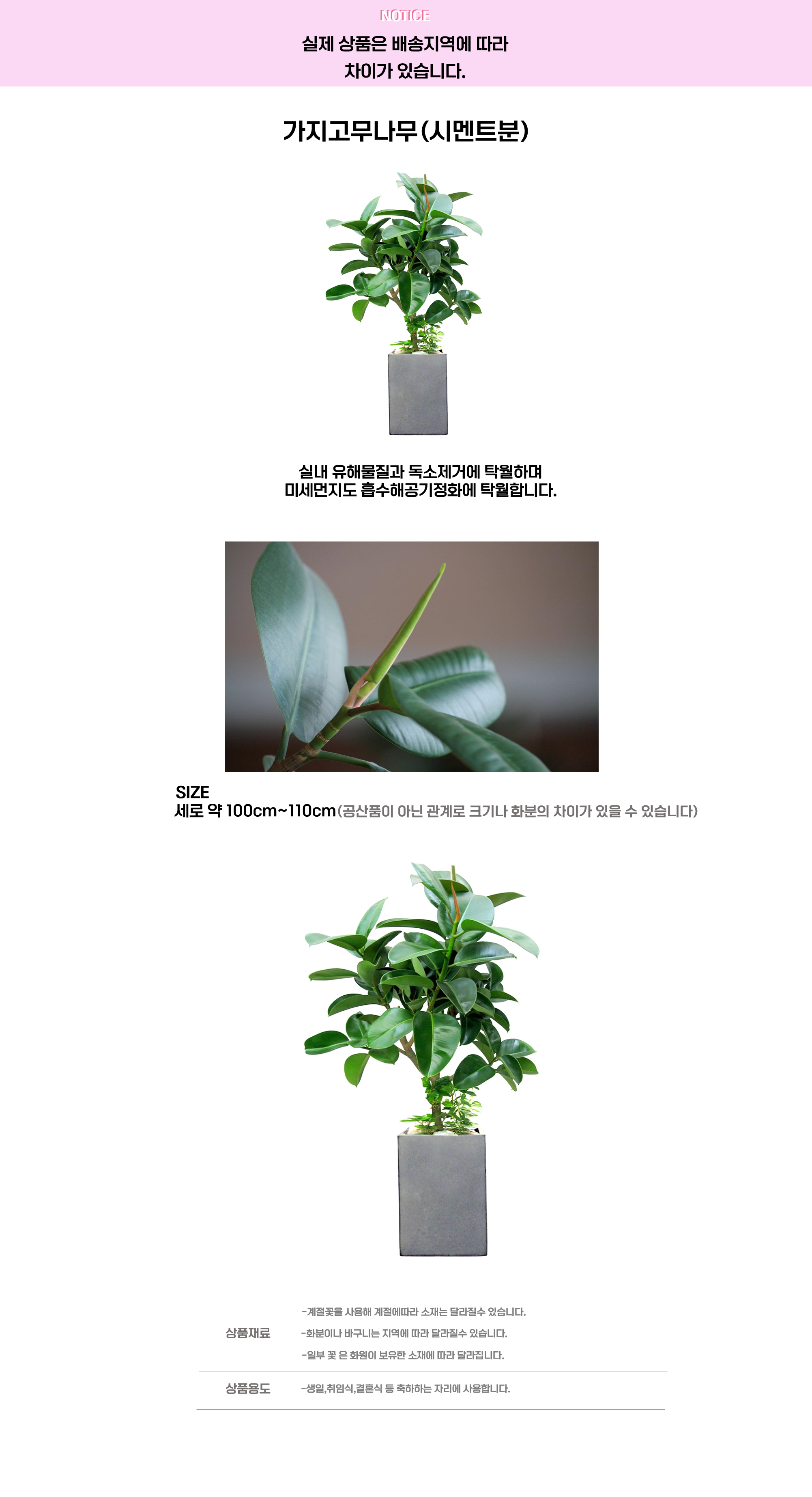 가지고무나무 시멘트.png cf2a8adc2f1dc52bb01887b2df88b5ef_1663640883_8164.png