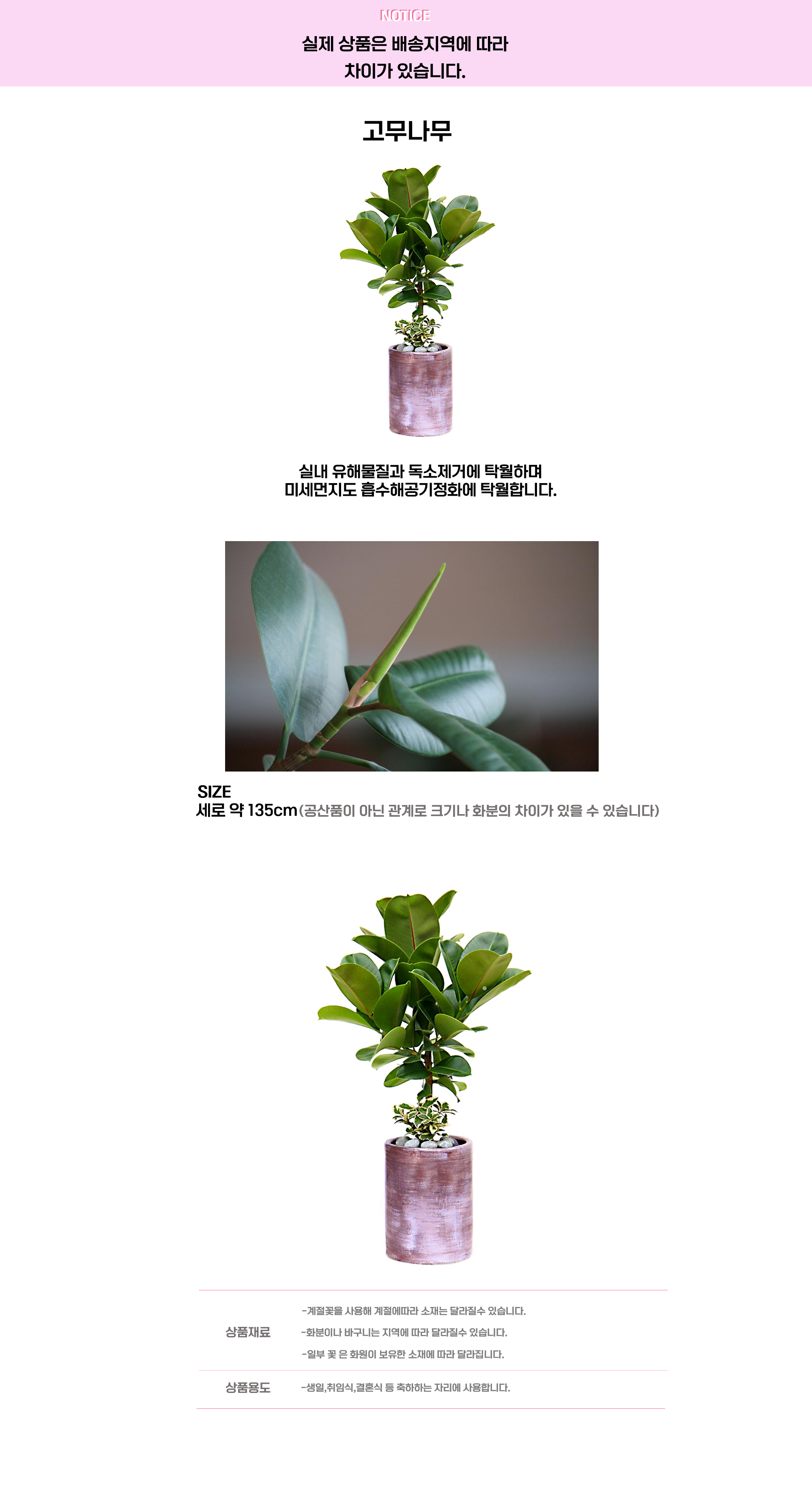 고무나무 세대.png cf2a8adc2f1dc52bb01887b2df88b5ef_1663641551_0769.png