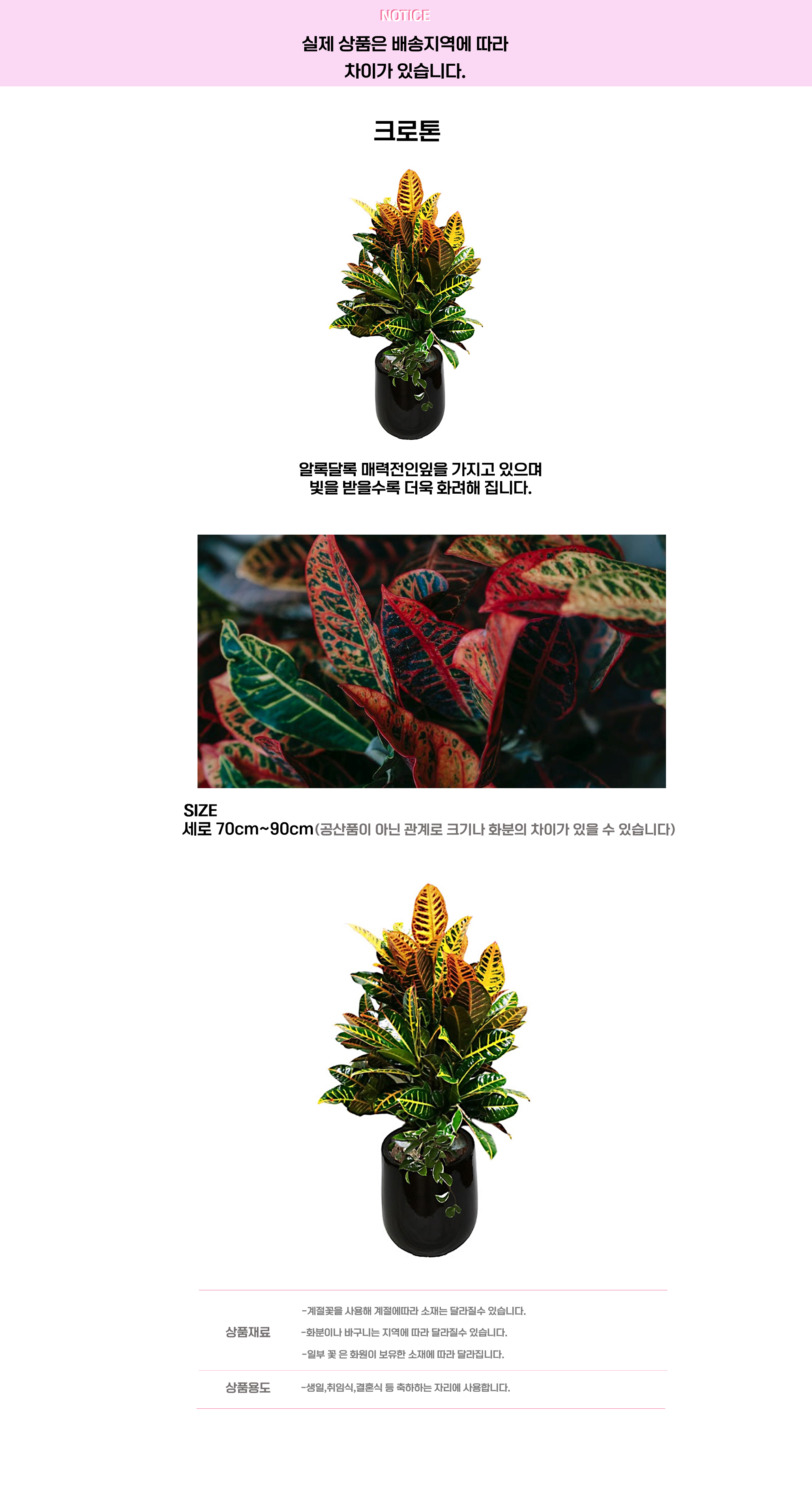 크로톤.png cf2a8adc2f1dc52bb01887b2df88b5ef_1663648173_7619.png