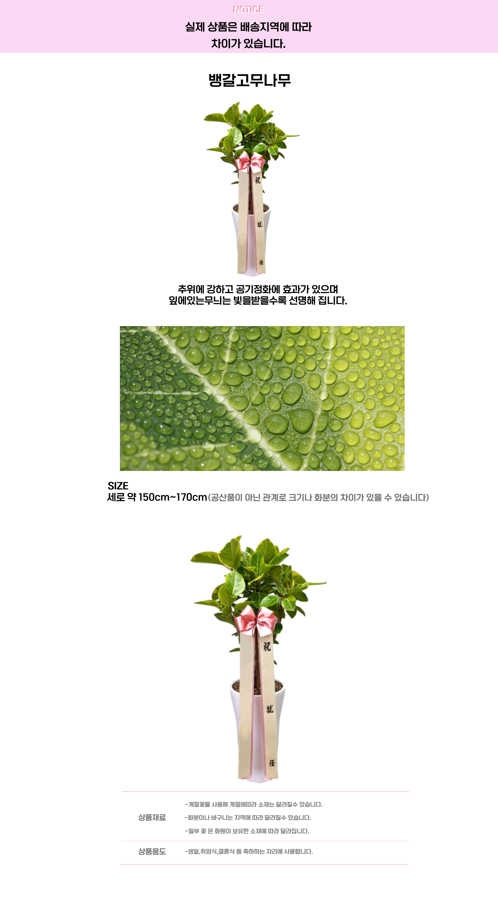 뱅갈고무나무.png cf2a8adc2f1dc52bb01887b2df88b5ef_1663648426_6149.png