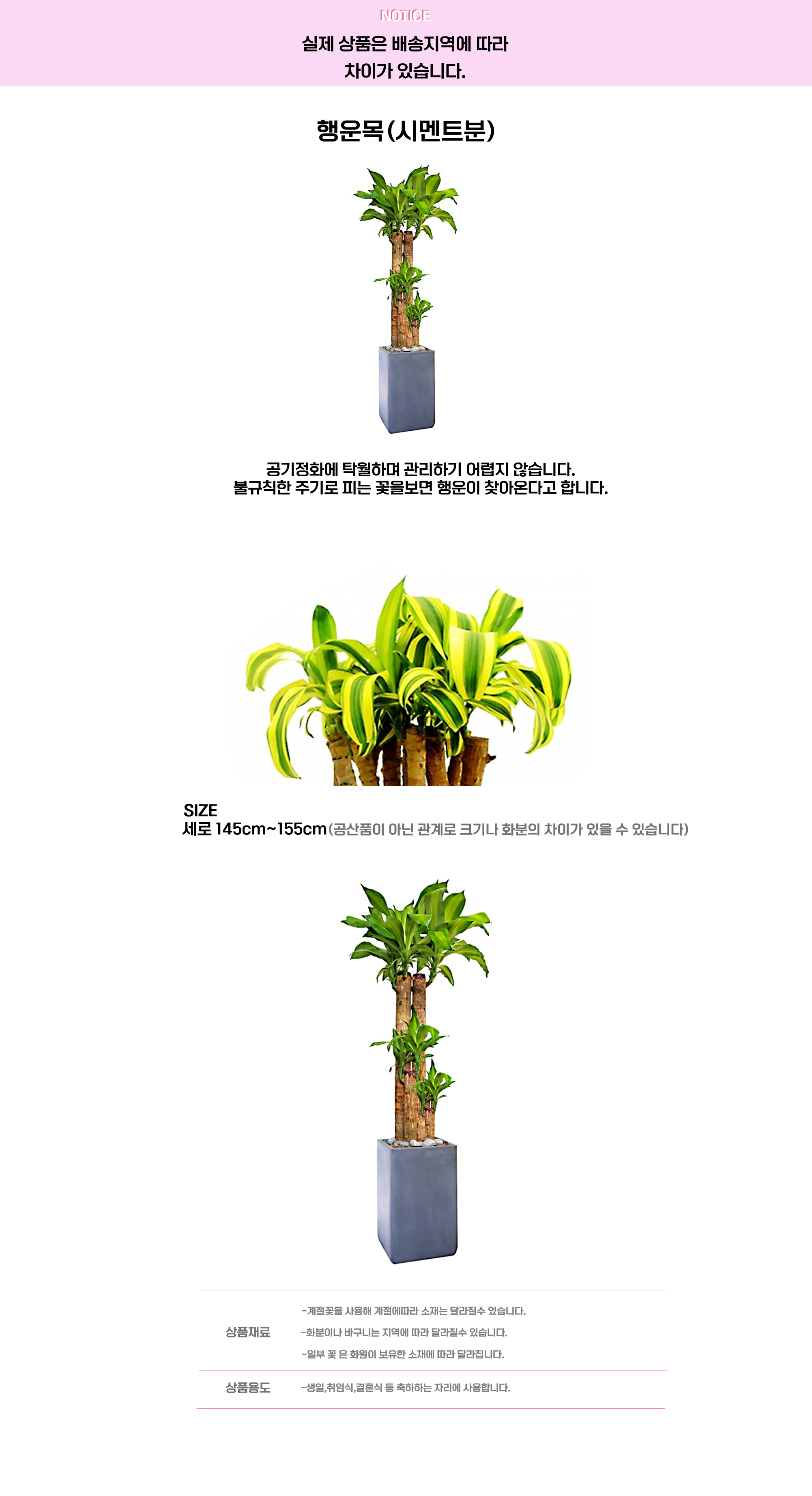 행운목 시멘트분.png cf2a8adc2f1dc52bb01887b2df88b5ef_1663650728_7844.png